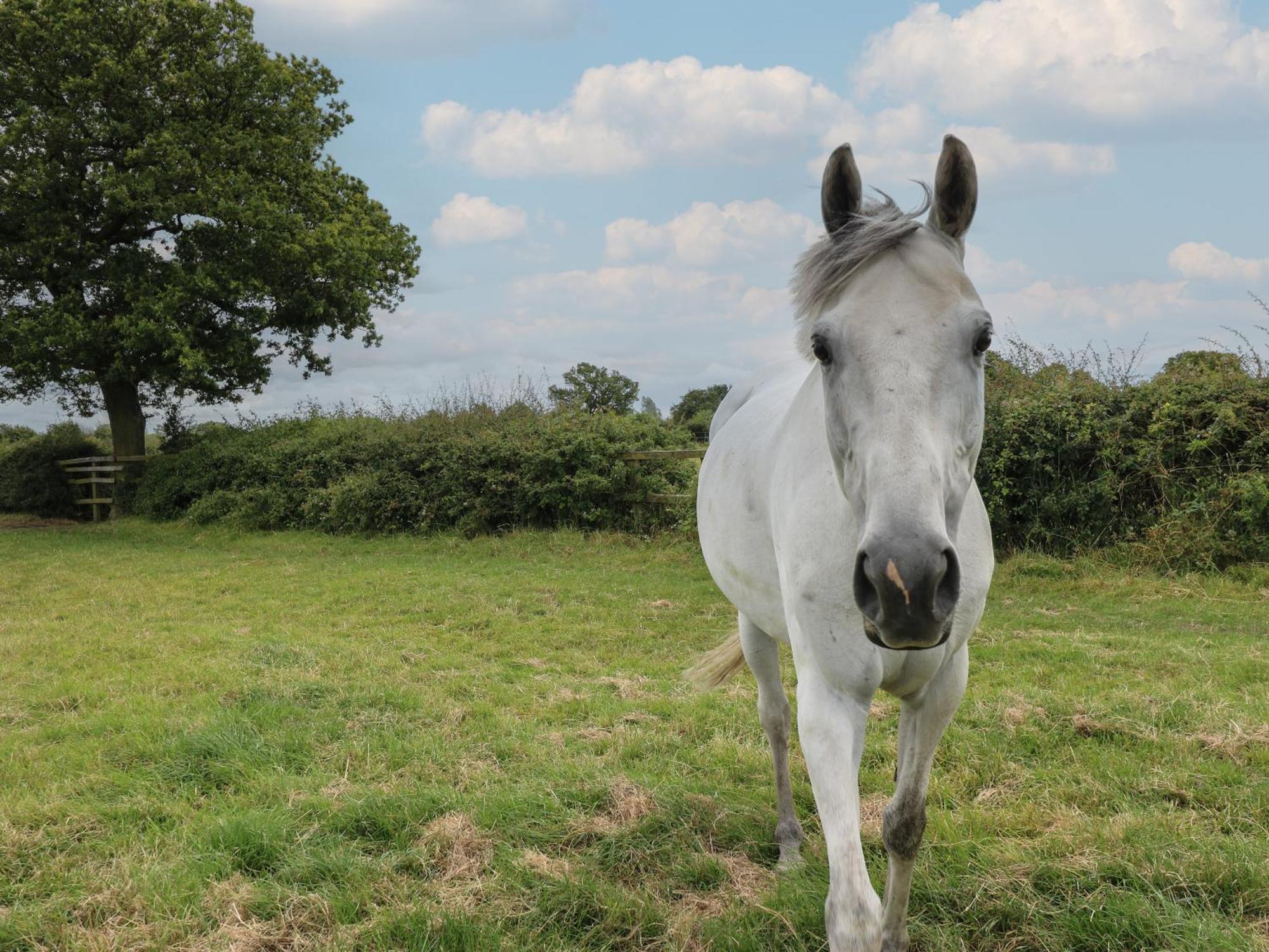 Holiday home The Cow Shed At Pear Tree Farm Doncaster